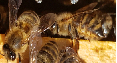 Arbeiterbienen im Bienenstock