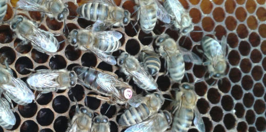 Eine Bienenkönigin auf einer Wabe